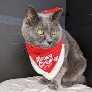 🏈 Cat bandana EUC Meowy Christmas red white fur